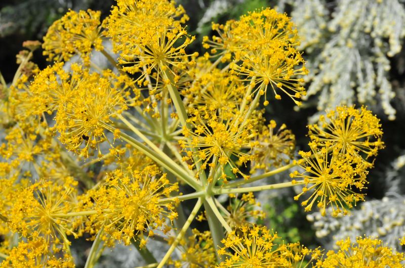 Thapsia garganica / Firrastrina comune